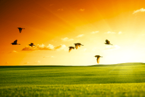 Independence Day Special